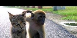 Gatto e scimmietta