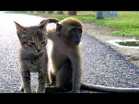 Gatto e scimmietta