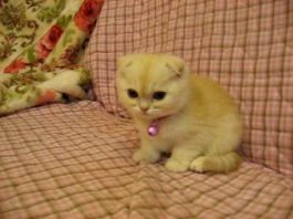 L’ora della toeletta