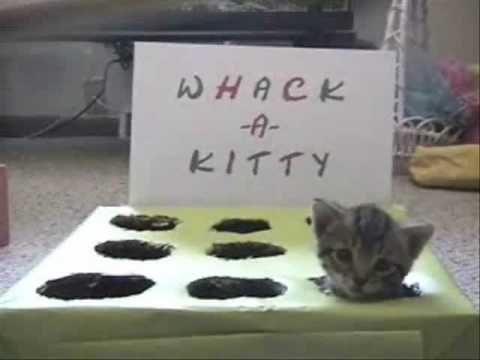 Whack a kitty