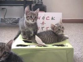 Whack a kitty – seconda parte