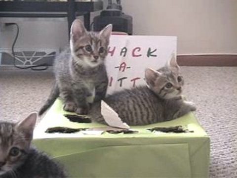 Whack a kitty – seconda parte