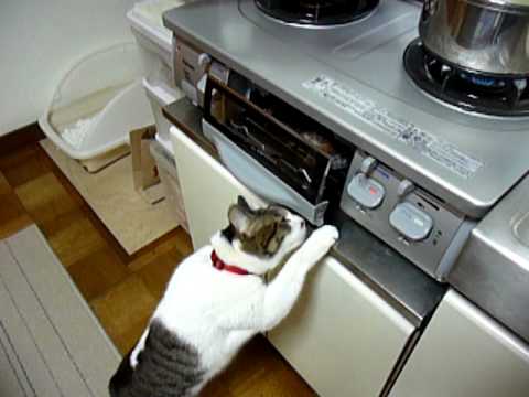 Gatto vuole pesce alla griglia