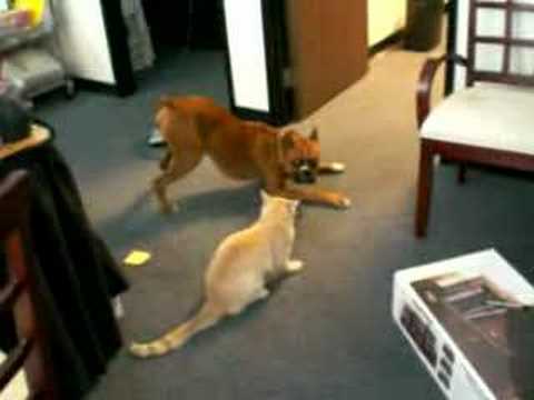 Boxer gioca con gatto