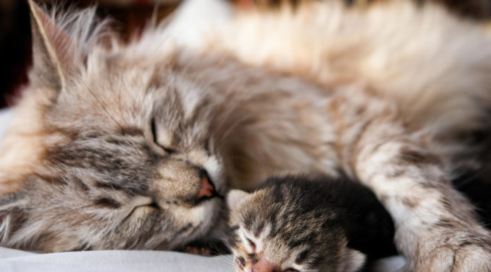 Le fusa: il primo “linguaggio” del gatto