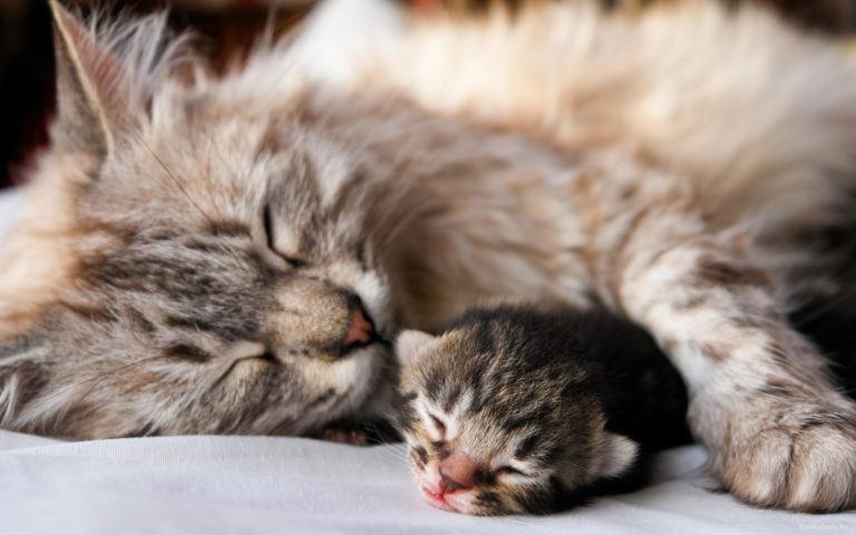 Le fusa: il primo “linguaggio” del gatto