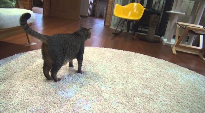 Maru e Hana vengono ingannati