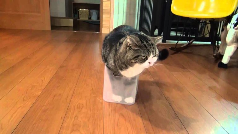 Maru, non ci stai!