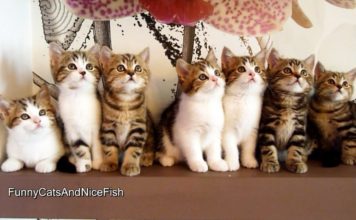 L’epica danza dei gattini