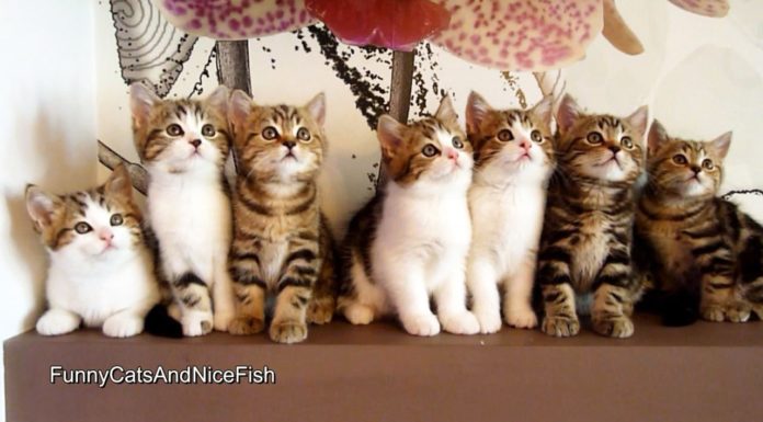 L’epica danza dei gattini