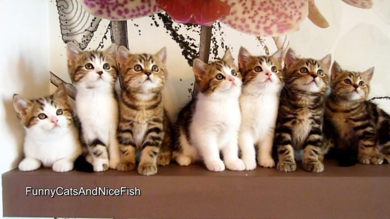 L’epica danza dei gattini