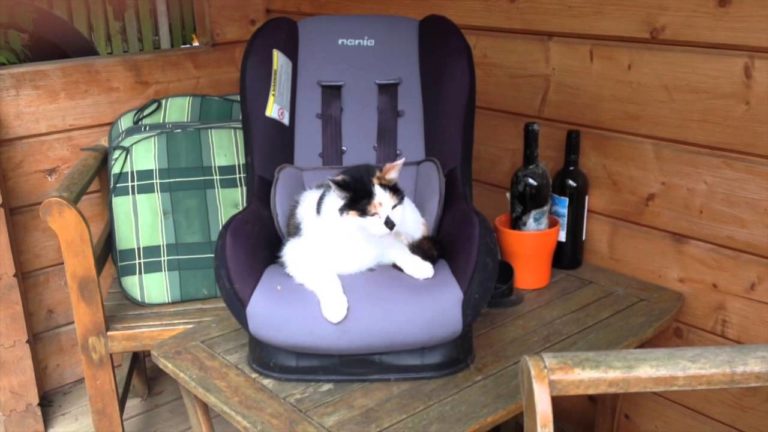 Cat’s house