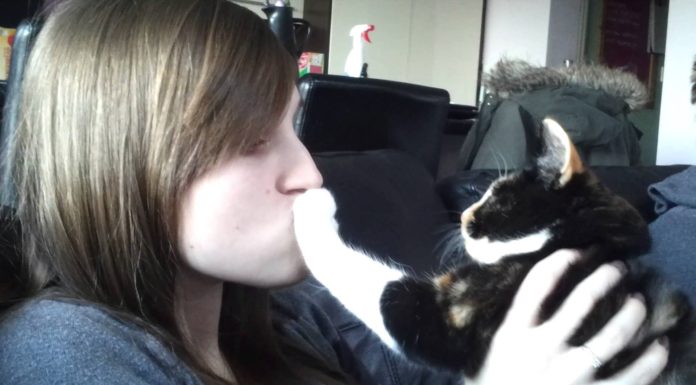 Gatti che non vogliono essere baciati