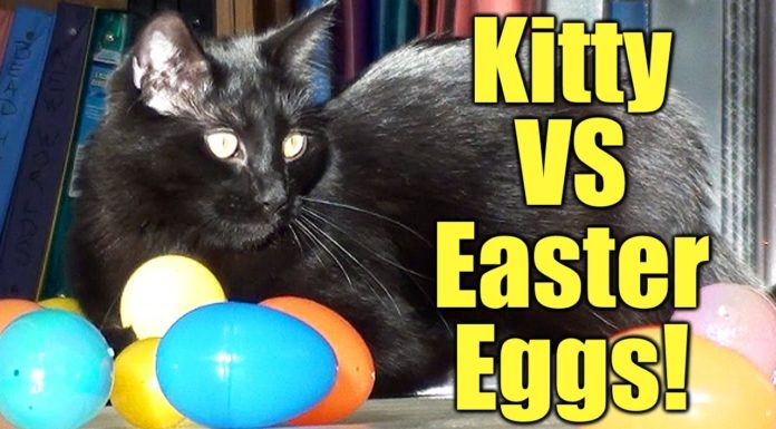 Gatto vs uova di Pasqua