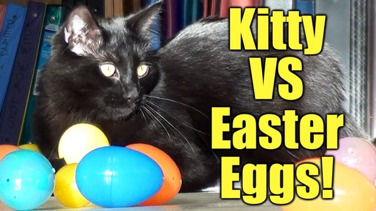 Gatto vs uova di Pasqua
