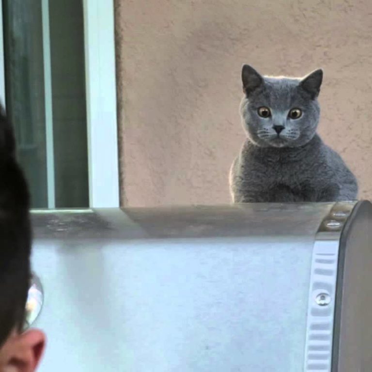 Gatto impazzito
