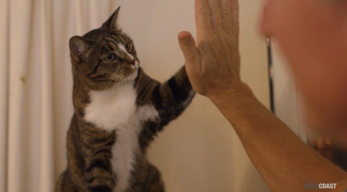 Il gatto non ha bisogno di vagare per essere felice