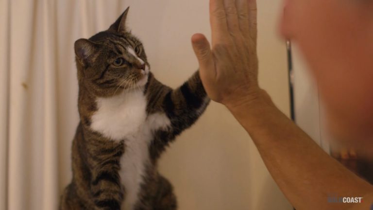 Il gatto non ha bisogno di vagare per essere felice