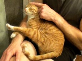 Come ti abbraccia il tuo gatto?