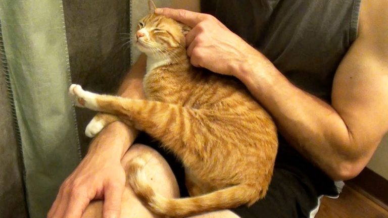 Come ti abbraccia il tuo gatto?