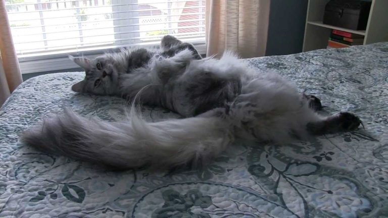 Un Enorme Maine Coon parla con il suo umano