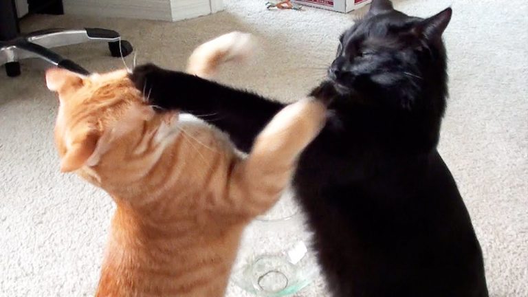 Epico combattimento tra gatti