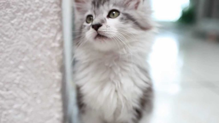 Piccoli di Maine Coon