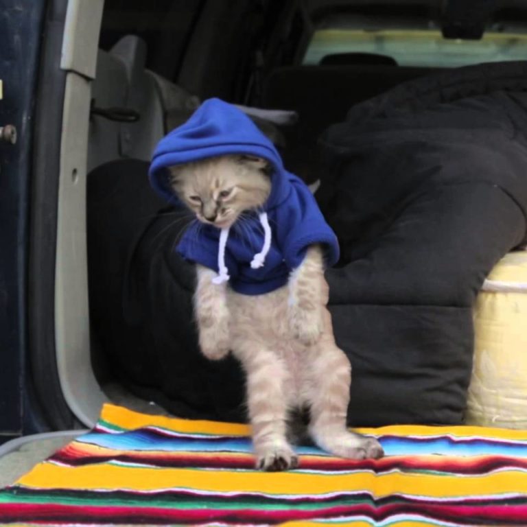 Hip Hop Cat Dance