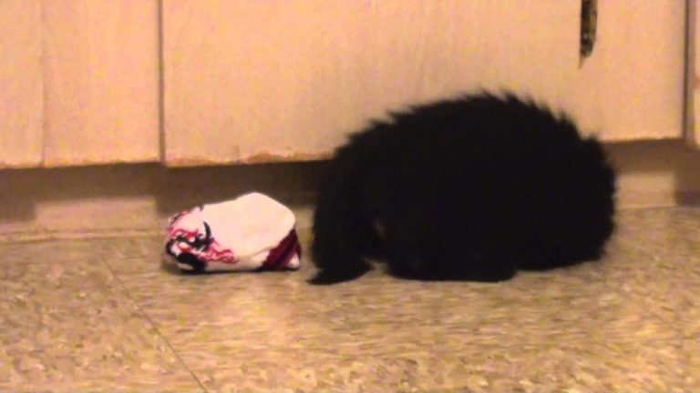 Gattino gioca con le calze