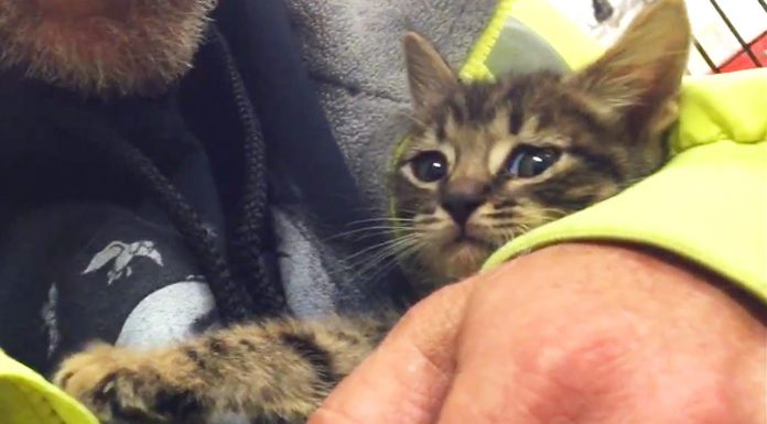 Salvataggio di un gattino prigioniero in un tombino