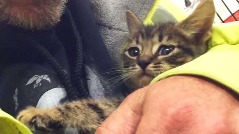Salvataggio di un gattino prigioniero in un tombino
