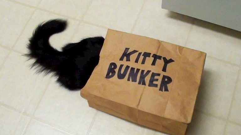 Kitty bunker