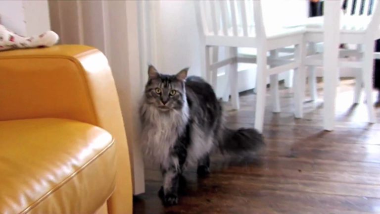 La personalità del Maine Coon