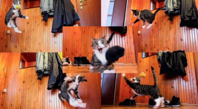 Nikita, il gatto “canguro”