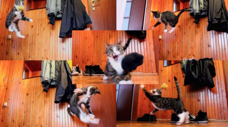 Nikita, il gatto “canguro”
