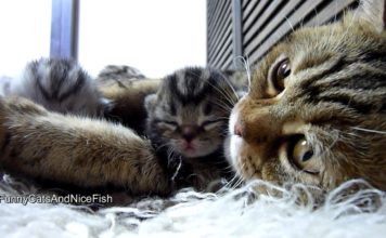 Mamma gatta e i suoi 4 piccoli