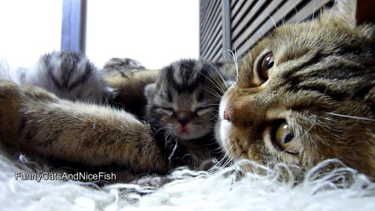 Mamma gatta e i suoi 4 piccoli