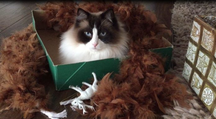 Anche per Timo è arrivato Natale