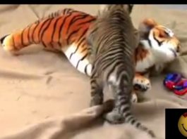 Cucciolo di tigre lotta con un peluche