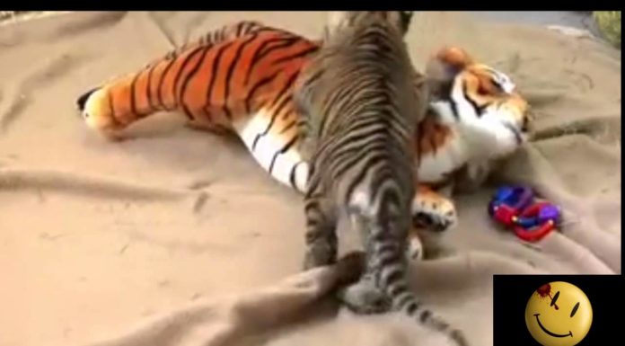 Cucciolo di tigre lotta con un peluche