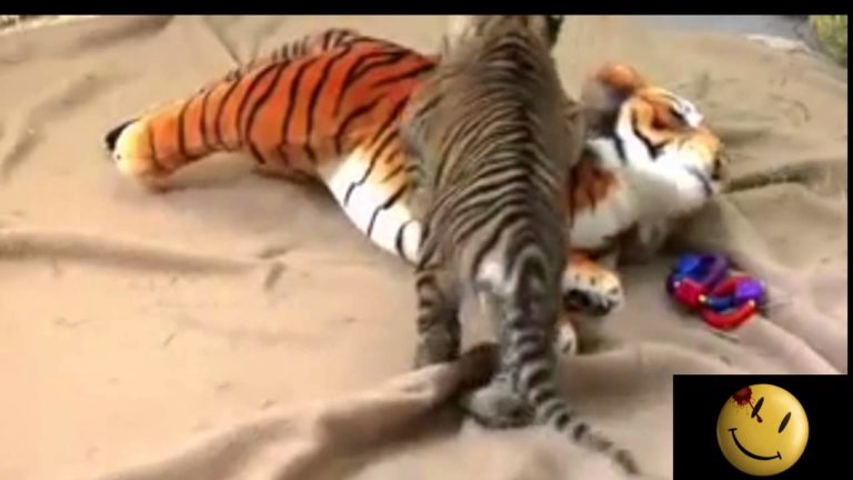 Cucciolo di tigre lotta con un peluche