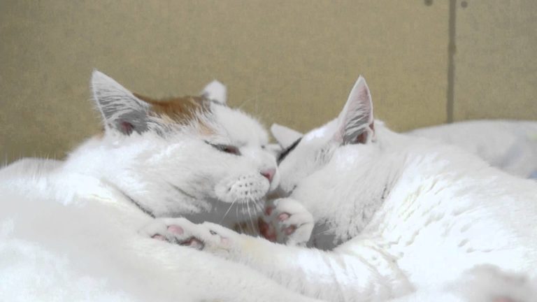Due gatti stanno vicini-vicini