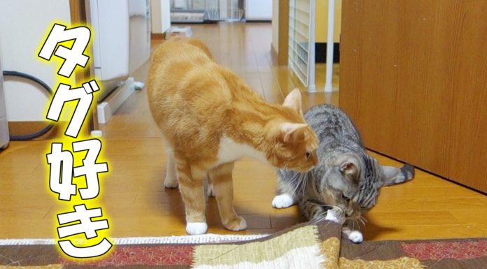 Mi piace l’etichetta del tappeto