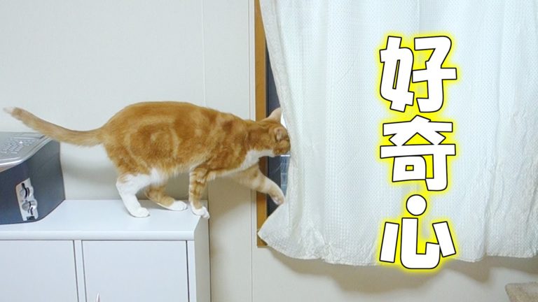 Gatto curioso
