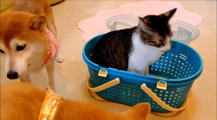 Cani Shiba vogliono fare amicizia con il gatto