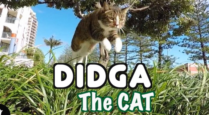 Didga salta il cespuglio