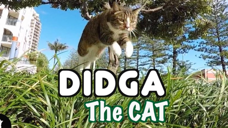Didga salta il cespuglio