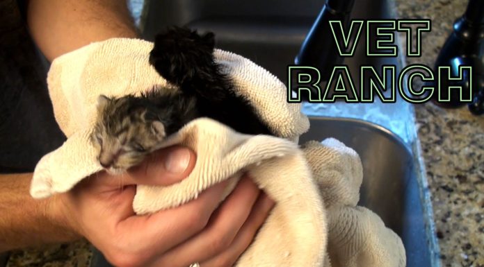 Gattini di una sola settimana salvati e nutriti