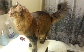 Maine Coon ansioso di fare colazione