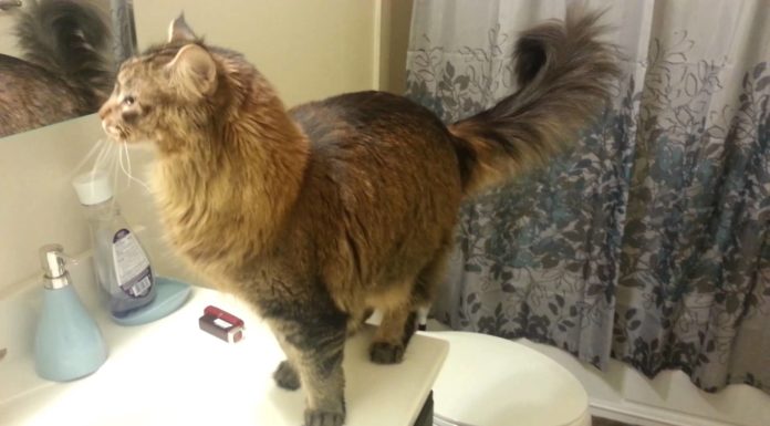 Maine Coon ansioso di fare colazione